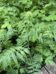 Valeriana officinalis sambucifolia