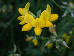 Lotus corniculatus