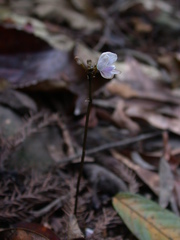 Didymoplexiella siamensis