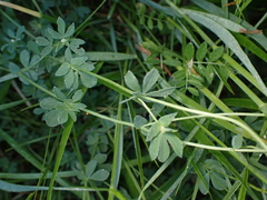 Lotus corniculatus