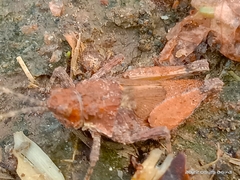 Chrotogonus