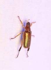 Dichelonyx linearis