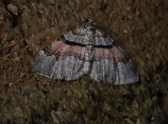 Xanthorhoe labradorensis