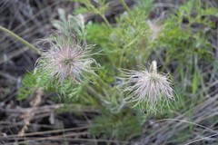 Pulsatilla turczaninovii