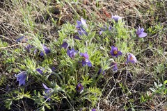 Pulsatilla turczaninovii