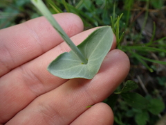 Blackstonia perfoliata