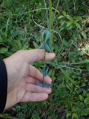 Blackstonia perfoliata