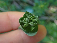 Blackstonia perfoliata