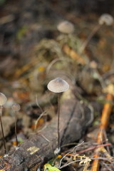 Mycena cystidiosa