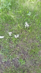 Ornithogalum orthophyllum
