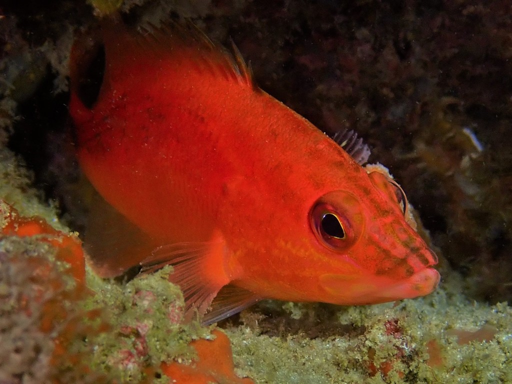Red Seaperch