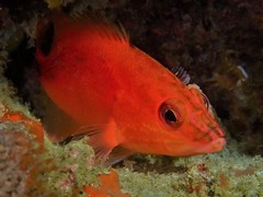 Hypoplectrodes cardinalis