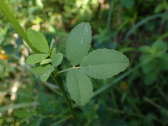 Melilotus