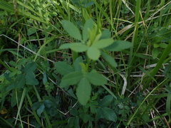 Melilotus