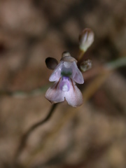 Didymoplexiella siamensis