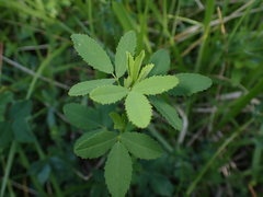 Melilotus