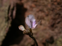 Didymoplexiella siamensis