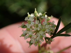 Peucedanum carvifolia