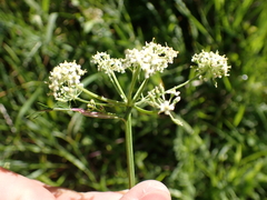Peucedanum carvifolia