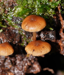 Psathyrella echinata