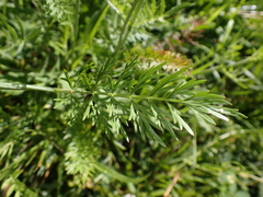 Peucedanum carvifolia