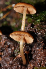 Psathyrella echinata