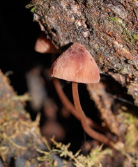 Mycena kuurkacea