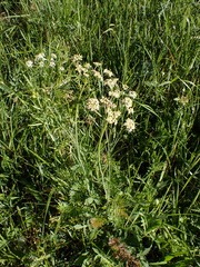Peucedanum carvifolia