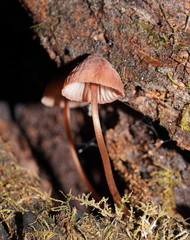 Mycena kuurkacea