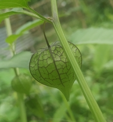 Physalis minima