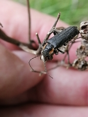 Cantharis obscura