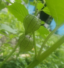 Physalis minima