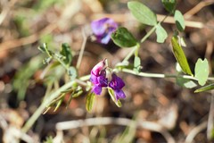 Lathyrus humilis