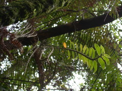 Dendrobium chameleon