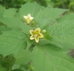 Physalis minima