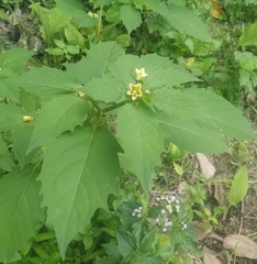 Physalis minima