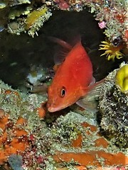 Hypoplectrodes cardinalis