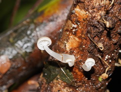 Roridomyces austrororidus