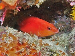 Hypoplectrodes cardinalis