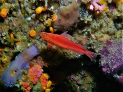 Hypoplectrodes cardinalis
