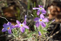 Phlox sibirica