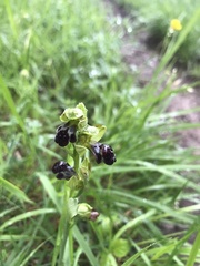 Ophrys vasconica