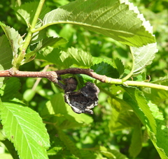 Eriosoma lanuginosum