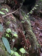 Platanthera stenoglossa
