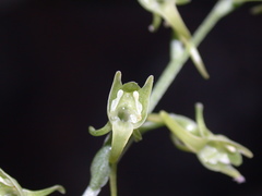 Platanthera stenoglossa