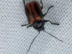 Cryptocephalus bipunctatus