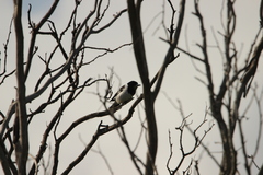 Cracticus nigrogularis nigrogularis