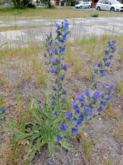 Echium vulgare