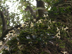 Bulbophyllum drymoglossum