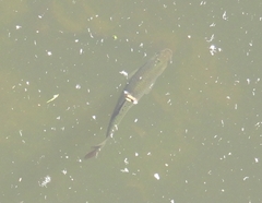 Scardinius erythrophthalmus